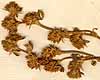Trifolium scabrum L., blomställning x8