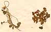 Trifolium sp., framsida x4