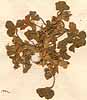 Trifolium sp., blomställning x8