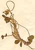 Trifolium sp., blomställning x6