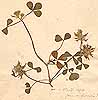 Trifolium spumosum L., närbild x2