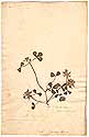 Trifolium spumosum L., front
