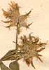 Trifolium spumosum L., blomställning x8