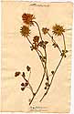 Trifolium stellatum L., front