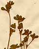 Trifolium striatum L., närbild x4