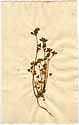 Trifolium striatum L., front