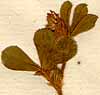 Trifolium striatum L., blomställning x8