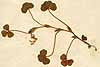 Trifolium subteraneum L., närbild x2