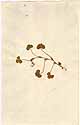 Trifolium subteraneum L., framsida