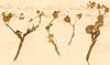 Trifolium tomentosum L., front x3