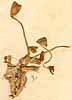 Trifolium uniflorum L., close-up