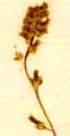 Triglochin palustre L., blomställning x8