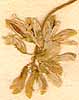 Trigonella corniculata L., blomställning x8