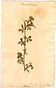Trigonella foenum-graecum L., framsida