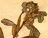 Trigonella foenum-graecum L., fruits x8