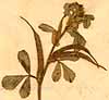 Trigonella foenum-graecum L., blomställning x8
