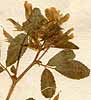Trigonella platycarpos L., blomställning x8