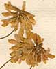 Trigonella spinosa L., blomställning x8