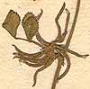 Trigonella sylvestris L., inflorescens x8