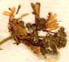 Triumfetta bartramia L., inflorescens x8