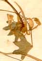 Tropaeolum minus L., blomma x6