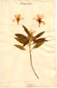 Turnera ulmifolia L., front