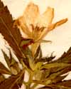 Turnera ulmifolia L., blomma x6