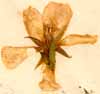 Turnera ulmifolia L., blomma x6