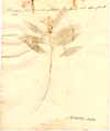 Turnera ulmifolia L., back