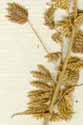 Uniola bipinnata L., del av ax x8