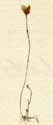 Utricularia gibba L., närbild x4