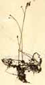 Utricularia minor L., närbild x2