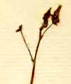 Utricularia minor L., blomställning x5