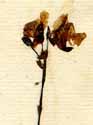 Utricularia vulgaris L., blomställning x3