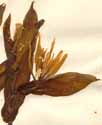 Uvularia perfoliata L., blomställning x3