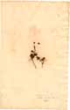 Vaccinium vitis-idaea L., framsida