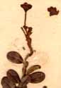 Vaccinium vitis-idaea L., blomställning x5