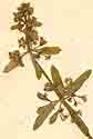 Valantia cruciata L., blomställning x8