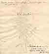 Valantia cruciata L., baksida