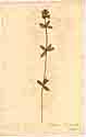 Valantia cruciata L., framsida