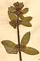 Valantia cruciata L., blomställning x8