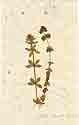 Valantia cruciata L., framsida