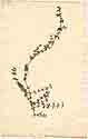 Valantia hypocarpia L., framsida