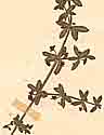 Valantia hypocarpia L., blomställning x8