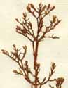 Valeriana calcitrapa L., närbild x4