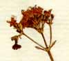 Valeriana celtica  L., inflorescens x6