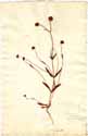Valeriana locusta ssp. coronata L., framsida