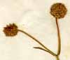 Valeriana locusta ssp. coronata L., blomställning x4