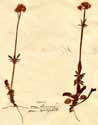 Valeriana dioica L., närbild x2