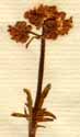 Valeriana dioica L., blomställning x6